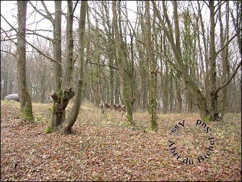 Avant d�broussaillage